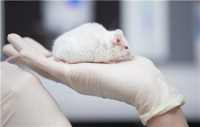 In Luxemburg werden vor allem Mäuse in Tierversuchen benutzt
