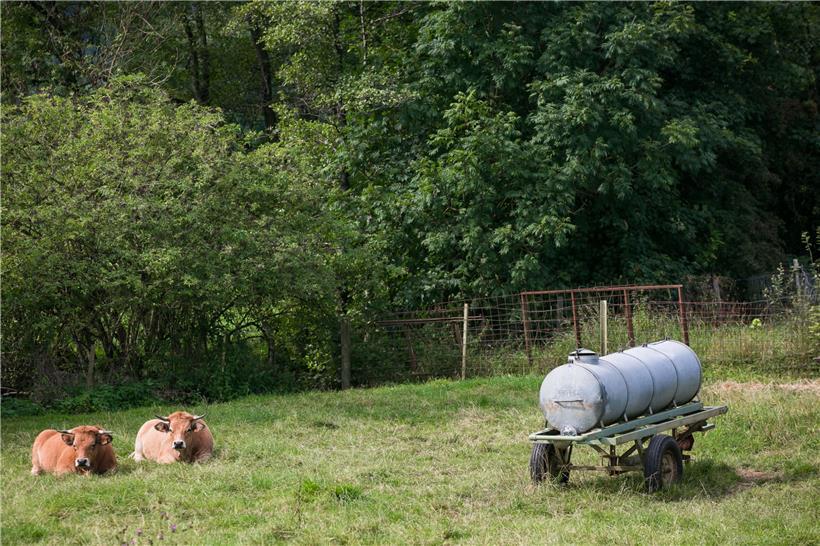 In Luxemburg wird überwiegend Fleisch und Milch produziert und exportiert. Die G...
