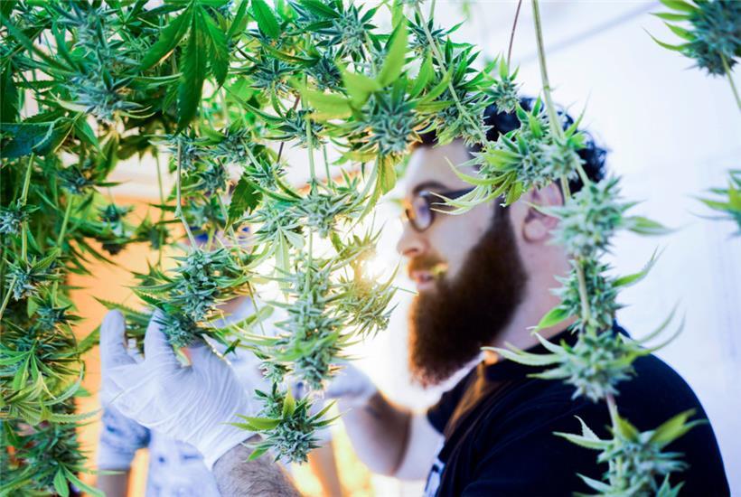 In Uruguay wurde Cannabis bereits 2013 legalisiert
