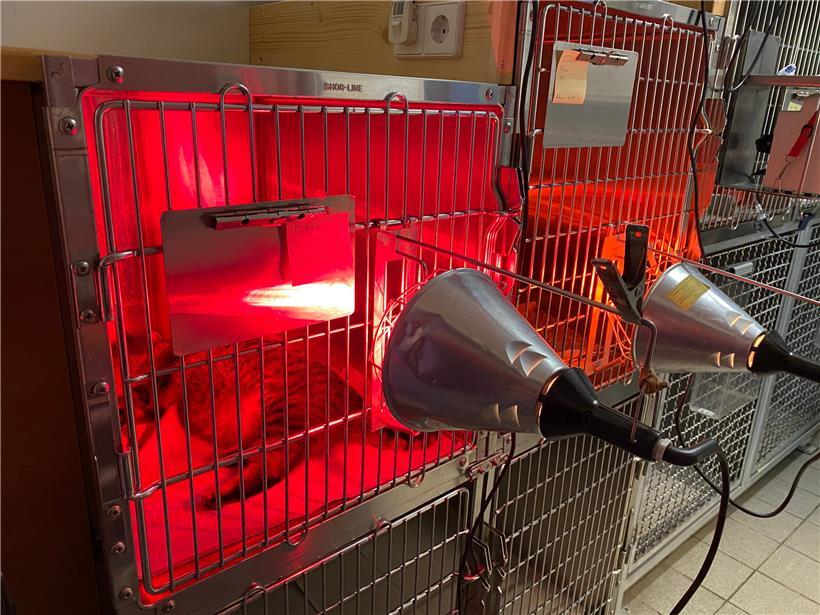 In den Käfigen warten operierte Tiere auf ihre Besitzer