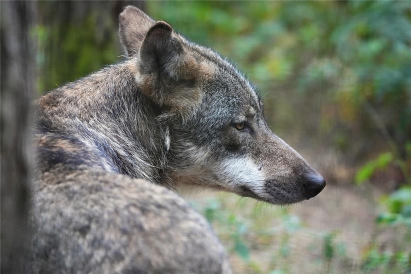 In den letzten Jahren hat es mehrere Nachweise von der Anwesenheit eines Wolfes im Großherzogtum gegeben
