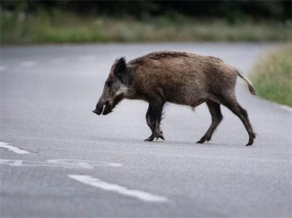 In der Gemeinde Schifflingen belasten Wildschweine die Natur momentan mehr als Rehe
