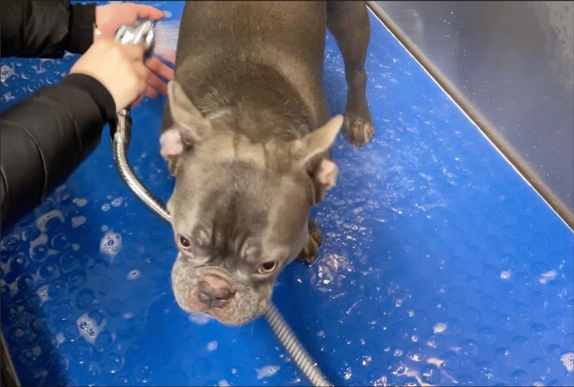 In der Hundewaschanlage „Dogwash“ in Echternach können Hunde nach dem Spaziergang gewaschen werden
