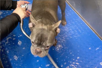 In der Hundewaschanlage „Dogwash“ in Echternach können Hunde nach dem Spaziergang gewaschen werden
