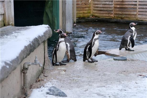 Pinguin in eisiger Umgebung, an kaltes Klima angepasst, typische Antarktis-Vogelart in natürlichem Lebensraum