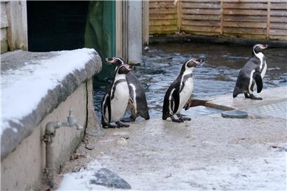 Pinguin in eisiger Umgebung, an kaltes Klima angepasst, typische Antarktis-Vogelart in natürlichem Lebensraum