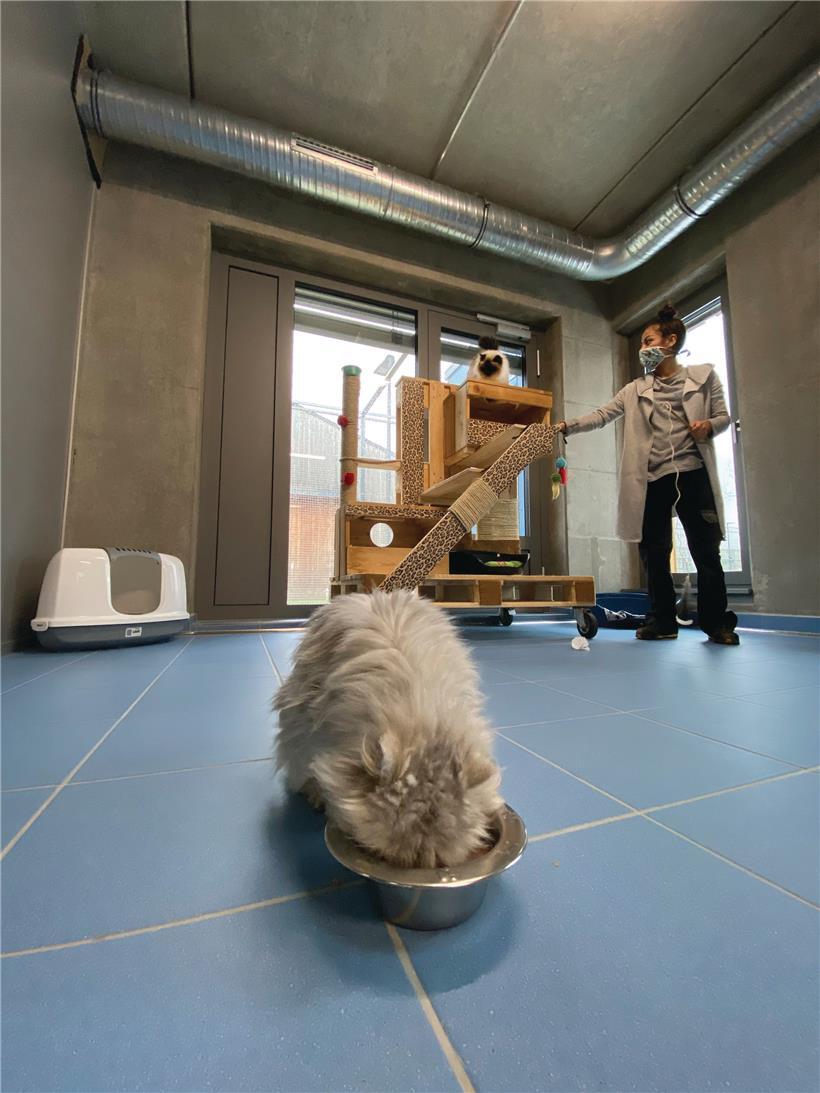 In der Tierpension in Limpach werden Haustiere sowohl stundenweise als auch für einen längeren Zeitraum aufgenommen
