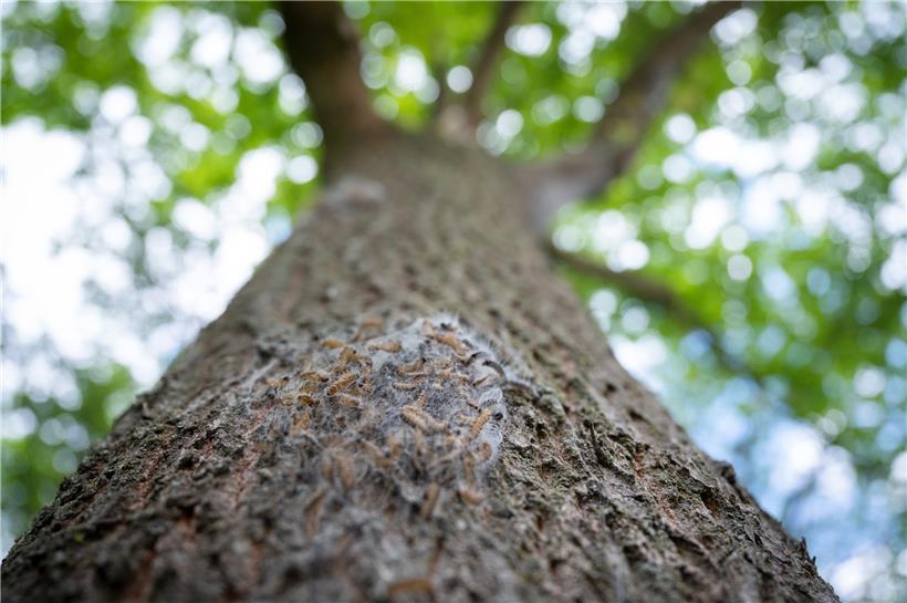 In diesem Jahr blieb es bisher still um die kleine Raupe mit den giftigen Härchen
