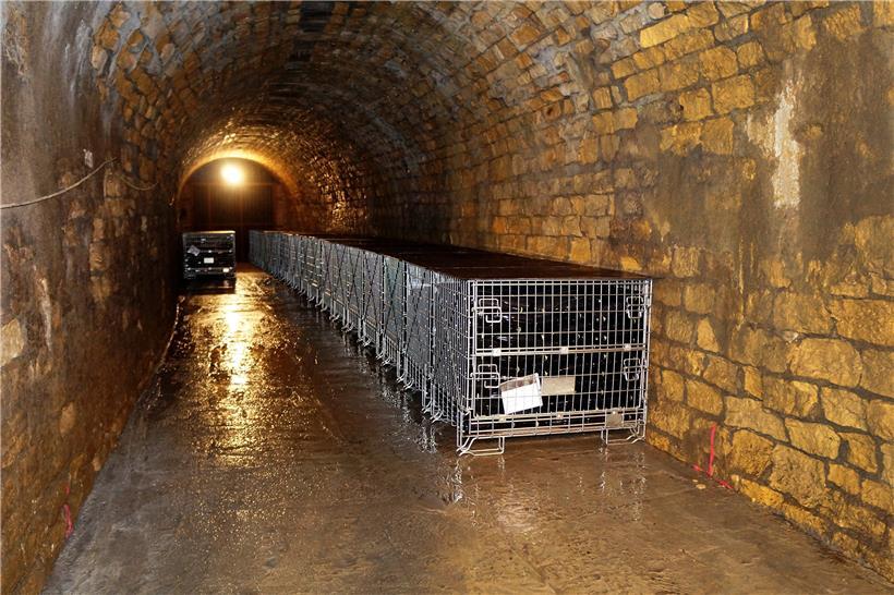 In einem Seitenarm im 1.400 m langen Stollen der altgedienten Galerien in Lasauvage lagern und reifen 14.000 Flaschen Crémant bis zum Jahresende. Zur Lagerung wurde eigens ein Betonboden gegossen.

