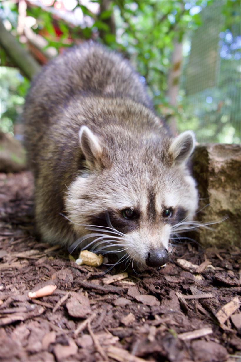 In freier Wildbahn ernähren sich Waschbären von fast allem, was sie finden