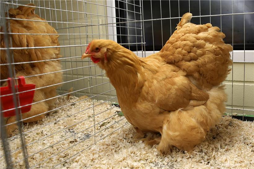 In ihrem Presseschreiben empfiehlt die Veterinärverwaltung, Geflügel in Ställen zu halten und zu füttern oder die Gehege mit Netzen abzudecken
