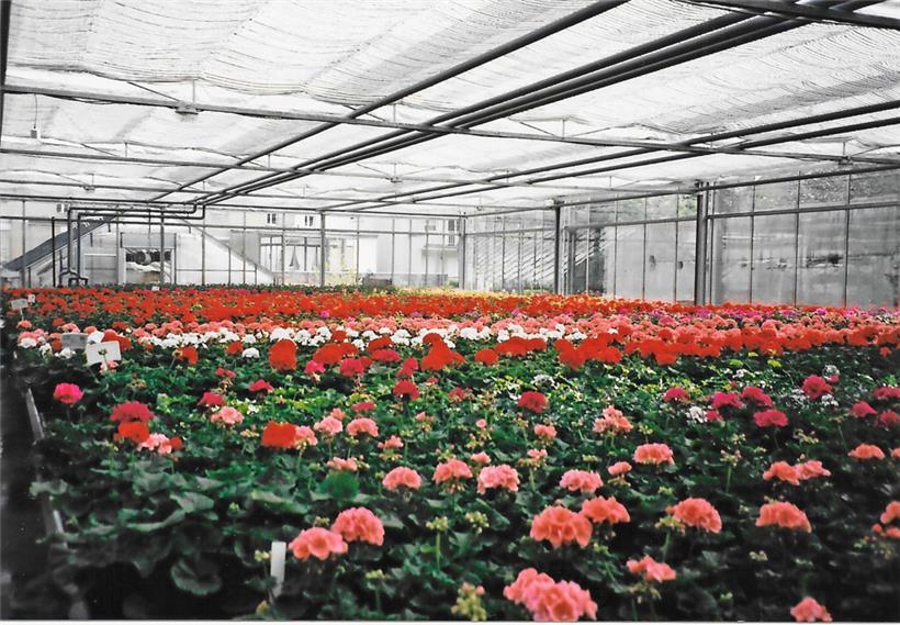 In jedem Frühjahr wurden bis zu 25.000 Geranien hochgezüchtet
