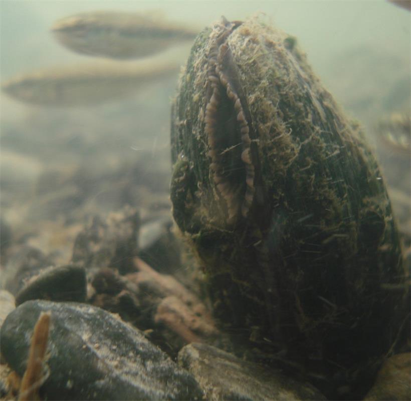 In mitteleuropäischen Gewässern wird die Flussperlmuschel etwa 100 Jahre alt
