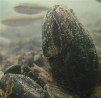 In mitteleuropäischen Gewässern wird die Flussperlmuschel etwa 100 Jahre alt
