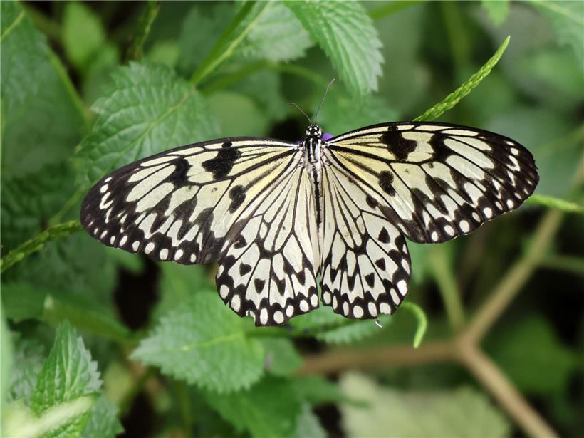 Insekten auf grünem Pflanzenboden, bevorzugen natürliche Erde statt Kiesel und Steine im Garten