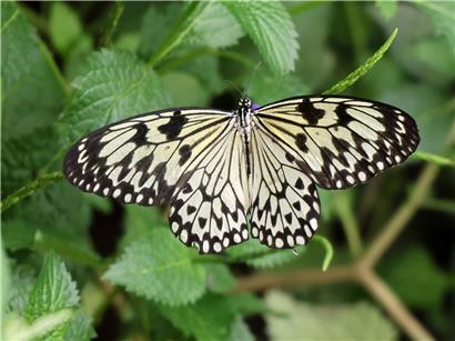 Insekten auf grünem Pflanzenboden, bevorzugen natürliche Erde statt Kiesel und Steine im Garten