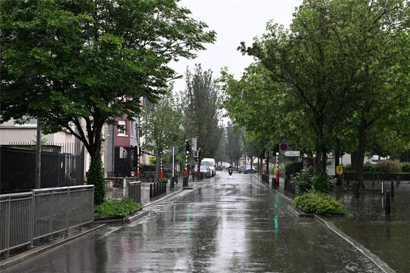 Insgesamt 22 Bäume stehen bereits entlang der Fahrbahn, zwölf weitere sollen hinzukommen
