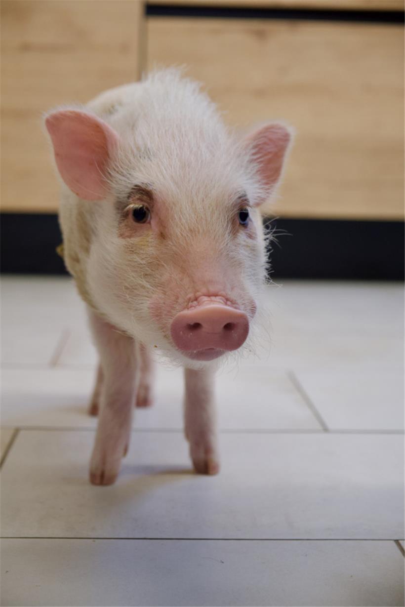 Intelligent, sensibel und neugierig: Das Yin-Schwein Babe
