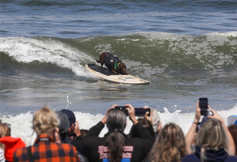 Ivan Moreiras Hund Cacau