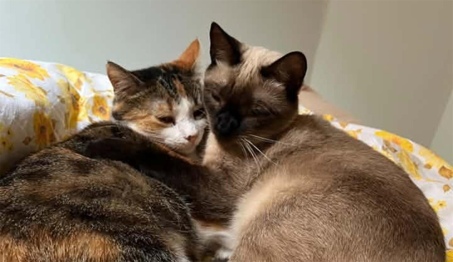 Ivi (5) und Sia (8) kuscheln bei Michelle Kugner in Gasperich