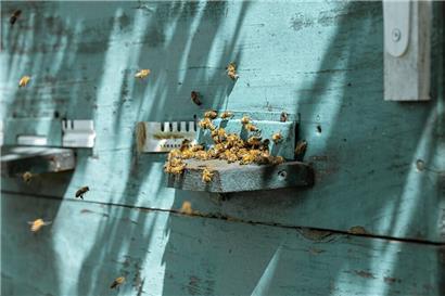 Jährlich gibt es bei den einheimischen Bienenvölkern Verluste, mit Schuld daran sind die „asiatischen Hornissen“ und „Varroamilben“ 
