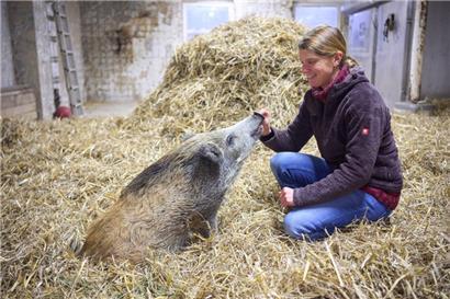 Jagdpächterin Julia Telohe kümmert sich seit mehreren Monaten um einen Frischling. Das Wildschwein wurde verwaist an der Straße aufgefunden und ihr übergeben. 
