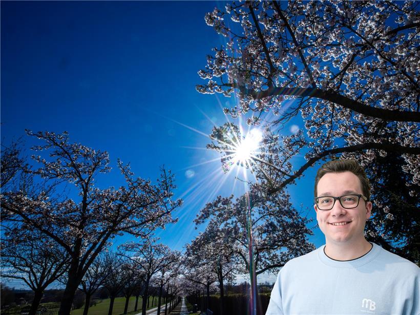 Japanische Blütenkirschen in voller Blüte im Frühlingssonnenschein, Symbol für japanischen Frühling und Natur Schönheit