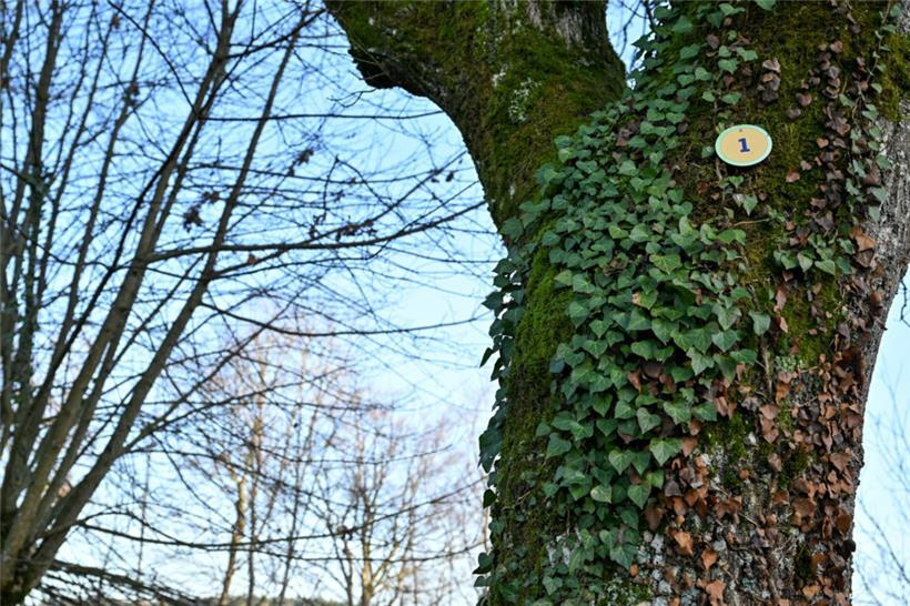Jeder der 36 Erinnerungsbäume ist mit einer Nummer versehen