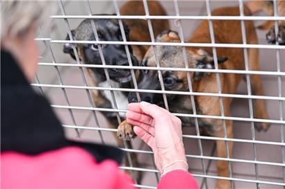 Jedes Jahr bleiben im „Gasperecher Déierenasyl“ Tiere ohne Besitzer zurück
