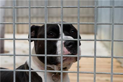 Jedes Jahr landen „gefundene“ Hunde im Tierheim, deren Besitzer nicht ausgemacht werden kann
