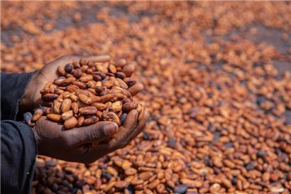 Jenseits der süßen Seite: Kakaobohnen schmecken in der Regel bitter und etwas scharf
