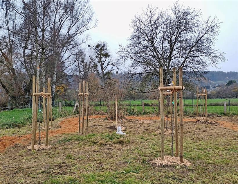 Jetzt muss der „Wald“ nur noch wachsen
