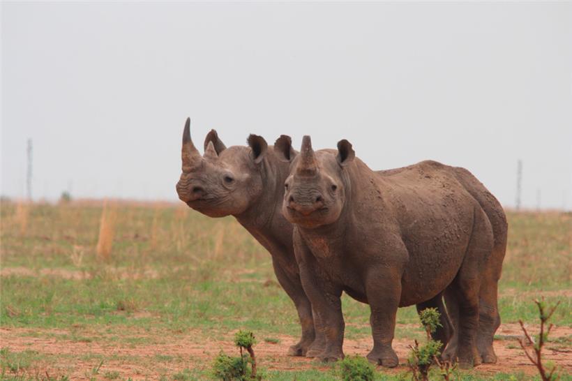 John Hume soll knapp 2.000 Breitmaulnashörner auf seiner Ranch „Platinum Rhino“ in Südafrika besitzen
