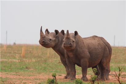 John Hume soll knapp 2.000 Breitmaulnashörner auf seiner Ranch „Platinum Rhino“ in Südafrika besitzen
