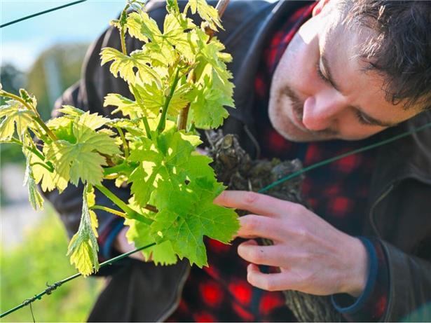 Julian beim Frühjahrsputz der Rebstöcke
