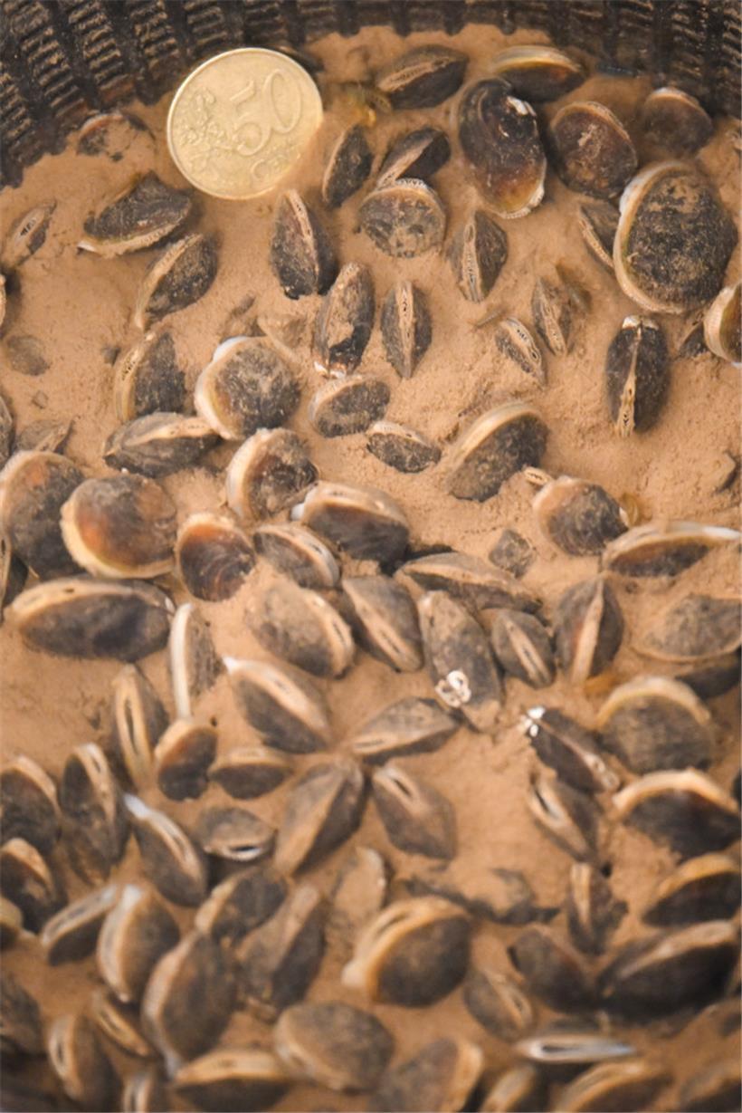 Junge Bachmuscheln in der Zuchtstation, das 50-Cent-Stück zeigt die Größenverhäl...