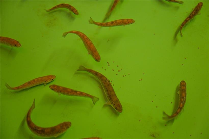 Junge Forellen sind die Wirte der Flussperlmuscheln