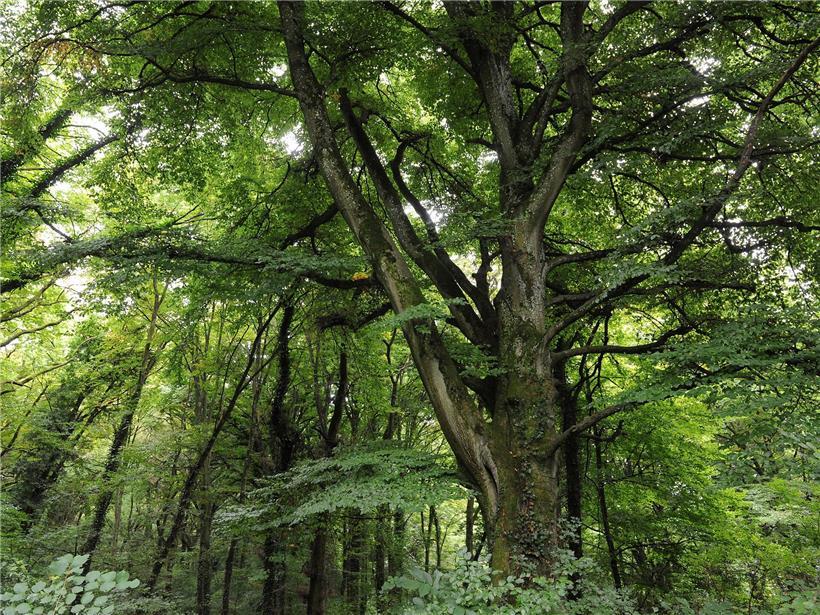 Junge Menschen diskutieren engagiert über Klimaschutz, Jugendklimabeauftragte als Stimme der jungen Generation