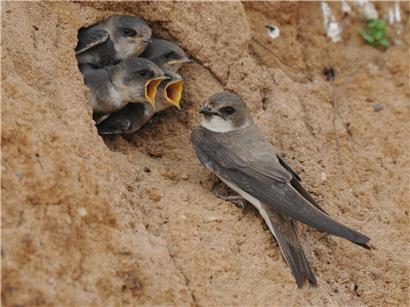 Junge Uferschwalben am Nesteingang werden von Elternvögeln gefüttert, Vogelbeobachtung am Flussufer