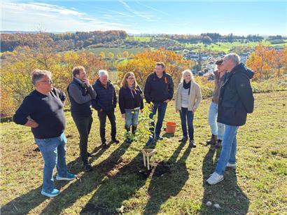 Junges Bäumchen im goldenen Herbst: Die Aktion wurde mit Unterstützung des Schöffen- und Gemeinderats sowie des „Service technique“ umgesetzt
