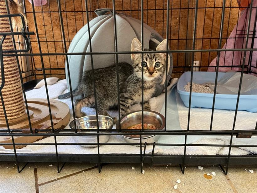 Jungkatze Leyla muss noch einige Wochen im Tierheim Trier in Quarantäne bleiben, bevor sie vermittelt werden kann
