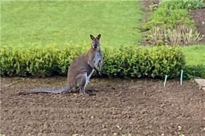 Känguru Sam wurde in verschiedenen Gärten in Consdorf gesichtet
