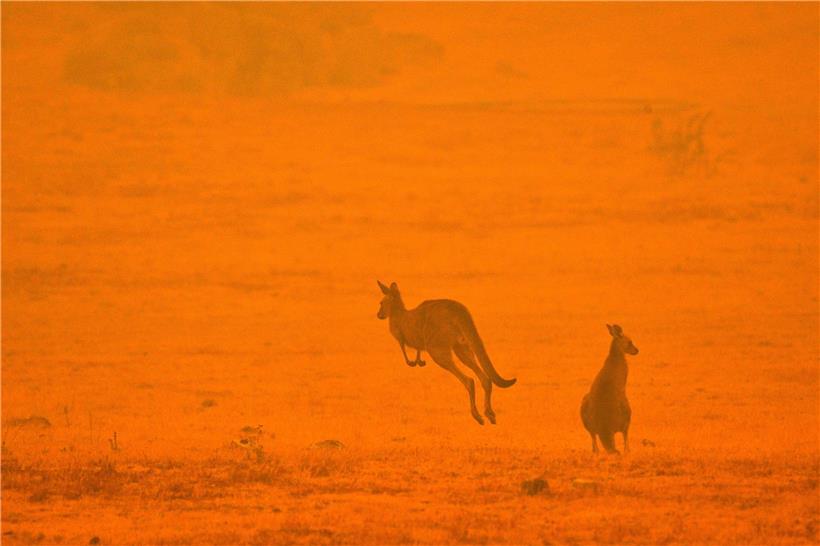 Kängurus auf der Flucht im Januar 2020: Australienweit verbrannten über 17 Millionen Hektar Land, rund drei Milliarden Tiere und über 30 Menschen kamen ums Leben
