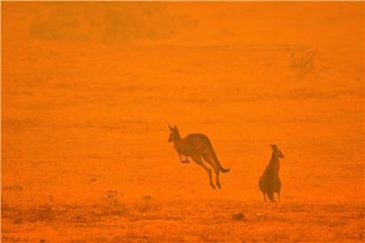 Kängurus auf der Flucht im Januar 2020: Australienweit verbrannten über 17 Millionen Hektar Land, rund drei Milliarden Tiere und über 30 Menschen kamen ums Leben
