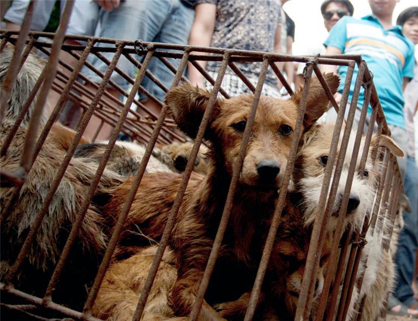 Kampf gegen Tiermissbrauch: Ist eine Mailadresse die Lösung?
