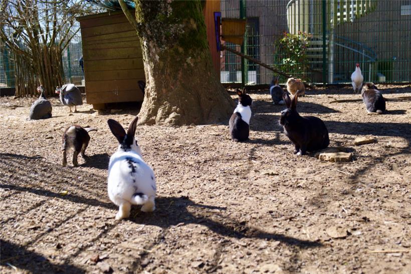 Kaninchen brauchen unbedingt Gesellschaft
