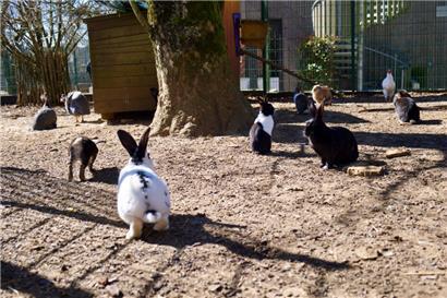 Kaninchen brauchen unbedingt Gesellschaft

