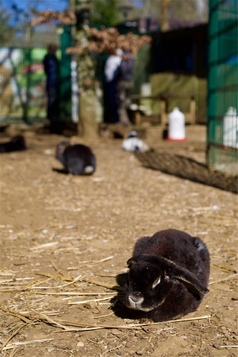 Kaninchen brauchen viel Platz