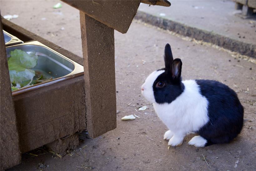 Kaninchen sind extrem neugierig und lieben Herausforderungen