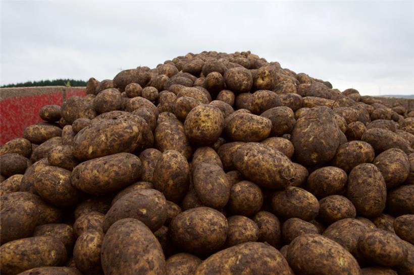 Kartoffeln auf einem Feld in Luxemburg: Das Thema Gen-Schere hat das Potenzial für einen neuen Glaubenskrieg
